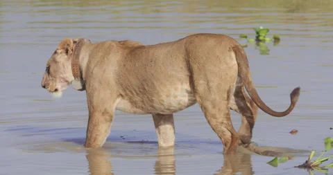Collard Lion walking towards a dead buffalo near shallow waters Stock Footage 279040027
