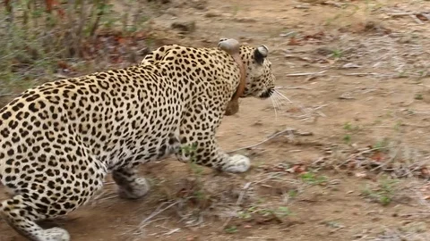 A collard male leopard attempts a hunt o... | Stock Video | Pond5