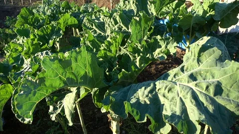 Collard plants growing on a field Stock Footage 71026161