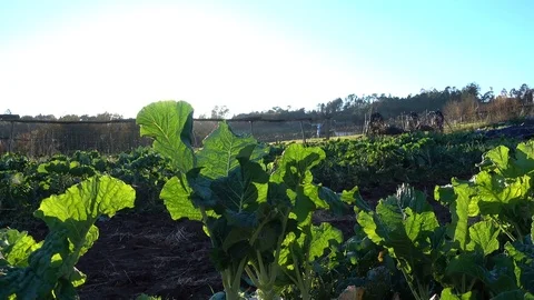 Collard plants growing on a field at the sunset Stock Footage 71026737