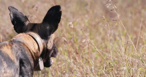 Collared African wild dog head looking and sniffing around Stock Footage 310977534