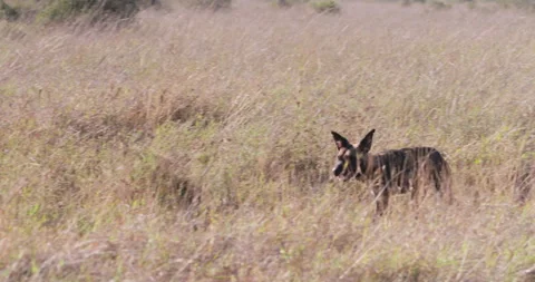 Collared African wild dog running across the grassland Vídeo Stock 310977538