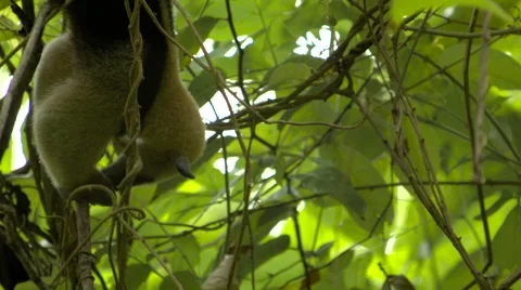 Collared Anteater feeding in tree Stock Footage 53032433