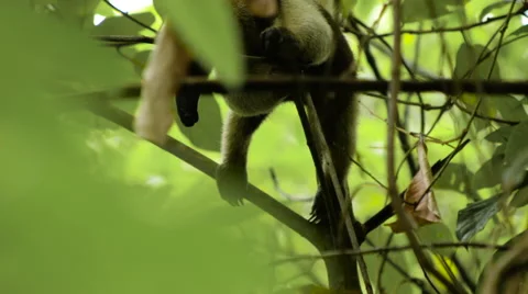 Collared Anteater sits on branch Stock Footage 53032302