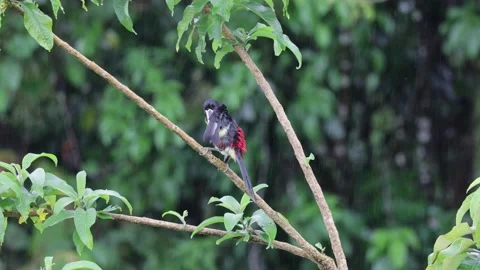 Collared Aracari clean feathers and shake body in lowland rainforest canopy Stock Footage 153374502