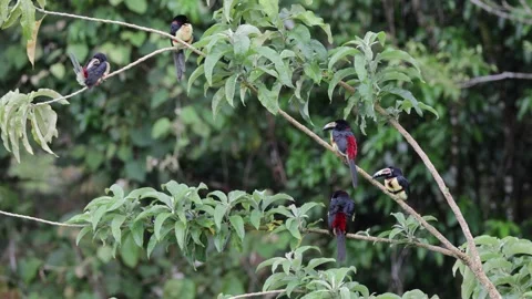 Collared Aracari flock rest in lowland rainforest canopy Stock Footage 153374524