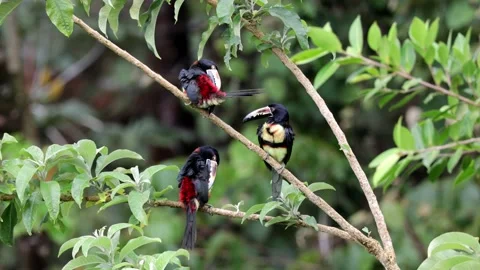 Collared Aracari flock sit in rainforest canopy cleaning feathers Stock Footage 152088506