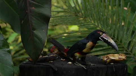 Collared Aracari: Full Length View as It Hops Among Bananas on Tree-stump Feeder 스톡 동영상 46704548
