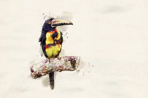 Collared Aracari Stock Illustration