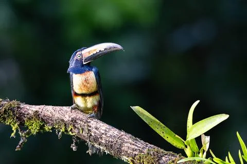 The collared aracari or collared aracari, Pteroglossus torquatus, on the branch Stock Photos