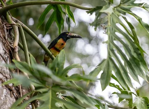 The collared aracari or collared aracari, Pteroglossus torquatus, on the branch Fotos de archivo