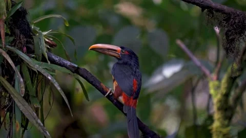 Collared aracari perched on a branch in tropical rainforest Stock-Footage 341329565