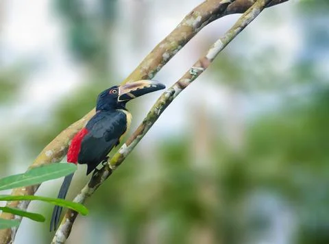Collared Aracari perched Stock Photos