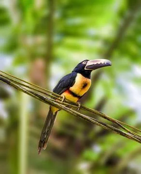 Collared Aracari perched Stock Photos