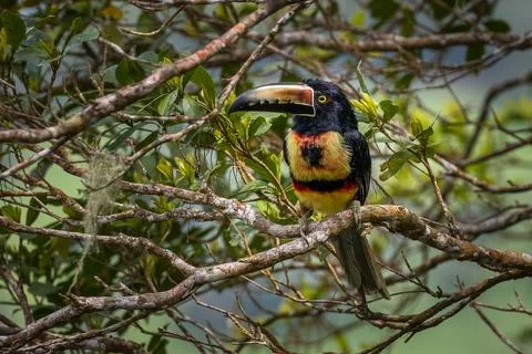 Collared aracari perched Foto stock