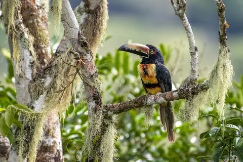 Collared aracari perched Foto stock