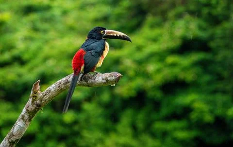 Collared Aracari Perched on a Tree Branch in Costa Rica Stock-Fotos