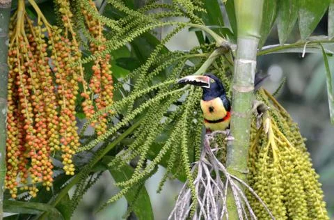 Collared Aracari Stock Photos