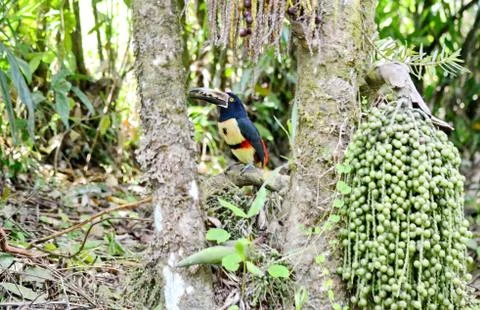 Collared Aracari Foto stock