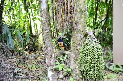 Collared Aracari Stock Photos