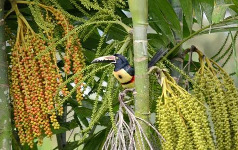 Collared Aracari Stock Photos