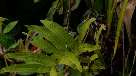 Collared Aracari Plays Peek-a-Boo as It Sneaks Toward Bananas 스톡 동영상 46704551