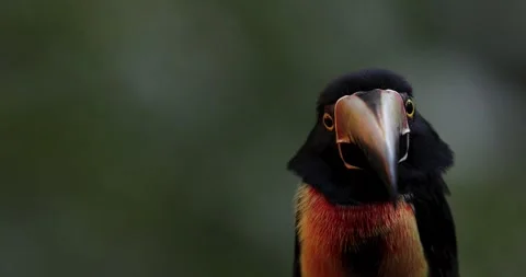 Collared Aracari in the rainforest of Belize 库存影片 331575873
