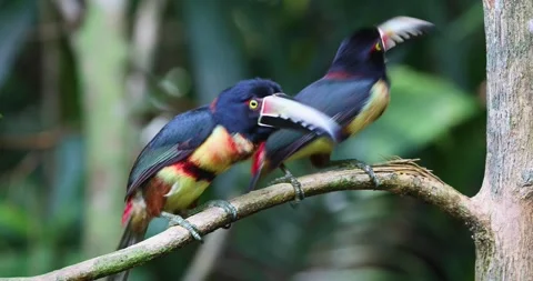 Collared Aracari in the rainforest of Belize Stock Footage 331575950