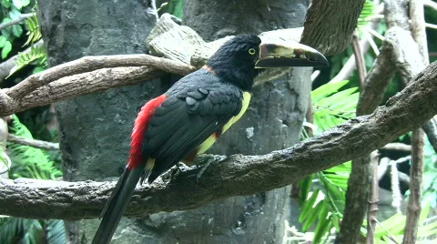 Collared Aracari is resting on a branch Stock Footage 368347