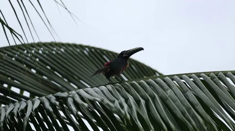 Collared araçari resting on branch 動画素材 42150625