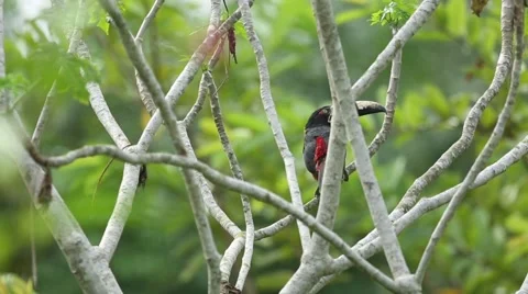Collared araçari resting on branch 動画素材 42150650