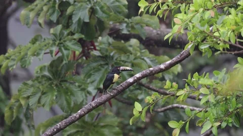 Collared Aracari sit in lowland rainforest tree tops looking in rainfall Stock Footage 153374535