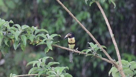 Collared Aracari sit in lowland rainforest tree tops looking in heavy rain Stock Footage 153374537