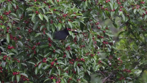 Collared Aracari sit in tree on a windy day and fly away Stock Footage 153374543