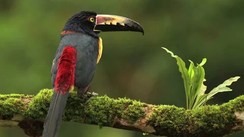 Collared aracari sitting on branch Video stock 166883159