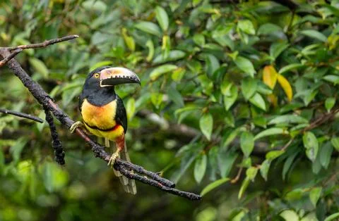 Collared Aracari Sitting on a Branch in the Forest in Costa Rica Stock Photos