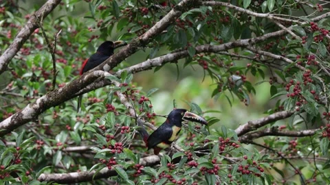 Collared Aracari sitting in rainforest and fly away Stock Footage 153374539
