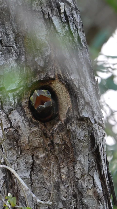 Collared Aracari Tucan Feeding Chick Close-up in Tree Hole Tulum Mexico Wildlife Stock Footage 315567347