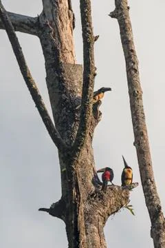 Collared Aracaris in a Nesting Tree Stockfoto's