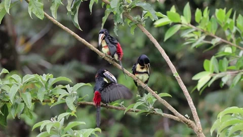 Collared Aracarsi flock cleaning feathers sitting in rainforest canopy close Stock Footage 153374503