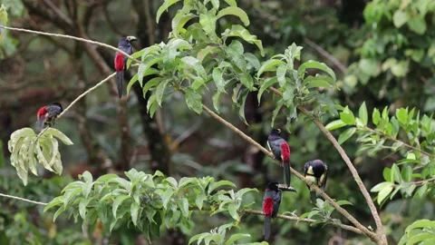 Collared Aracarsi flock cleaning feathers sitting in rainforest canopy Stock Footage 153374512