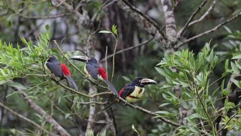 Collared Aracarsi flock rest in lowland rainforest canopy on a windy day Stock Footage 153374525
