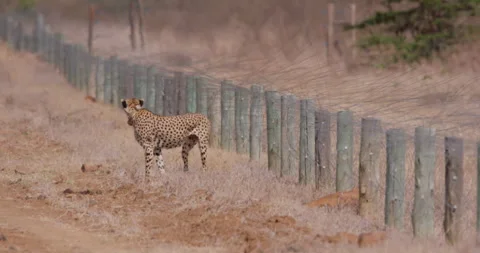 Collared Cheetah standing next to an electric fence Vídeo Stock 314785301