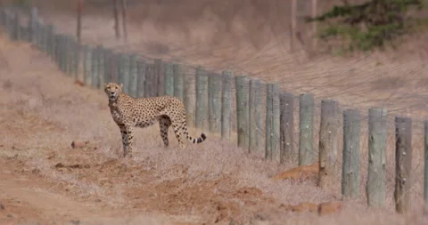 A collared cheetah surveying savannah during the afternoon Stock Footage 314786007