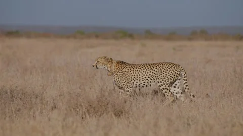 Collared Cheetah walking in dry shrubs in grassland savannah Stock Footage 314781241
