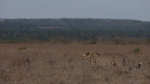 Collared Cheetah walking in evening light in grassy savannah Stock Footage 314783715
