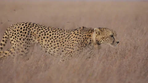 Collared Cheetah walking in the grasslands Video stock 314785973