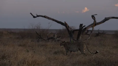 Collared Cheetah walking in short grass in savannah Video stock 314781576