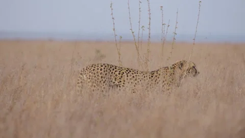 Collared cheetah walking through the grasslands Video stock 314792550