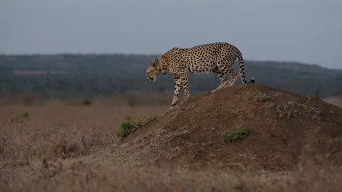Collared Cheetah walking way from termite mound in savannah Video stock 314792027